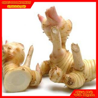 Củ Riềng Tươi Châu Đốc 500gr Sản Phẩm Sạch Không Chất Tẩy Trắng Dùng Làm Thực Phẩm.