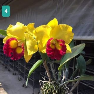 Cat giống chọn màu