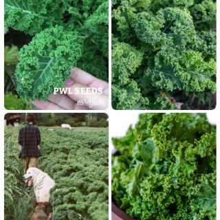 [PWL SEEDS] CURLY KALE - CẢI KALE LÁ XOĂN, HẠT GIỐNG 50+ HẠT/ỐNG