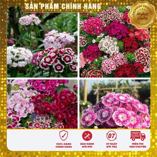 COMBO 02 gói hạt giống hoa cẩm chướng chùm nhiều màu ( 50 hạt/ gói) tặng kèm 1 phân bón
