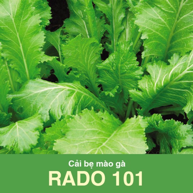 Hạt Giống Cải Bẹ Mào Gà 101 (20gr)