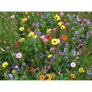 🌸🌸 HẠT GIỐNG HOA HỖN HỢP Gói 200 hạt