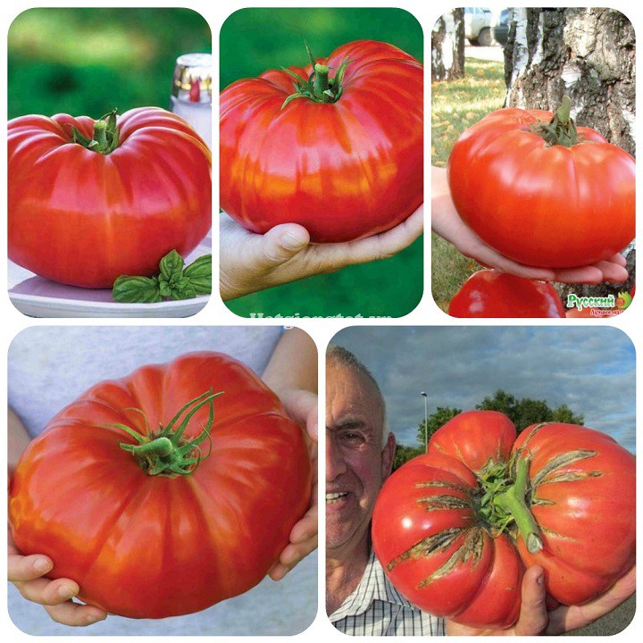 Hạt giống cà chua khổng lồ gói 20 hạt xuất xứ Đức