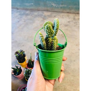 Xô thiếc nhỏ