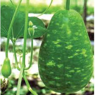 HẠT GIỐNG BẦU TRÒN