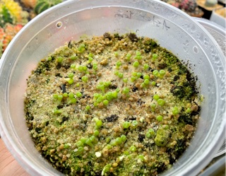 Hạt giống Lithops (Thạch Lan) Mix