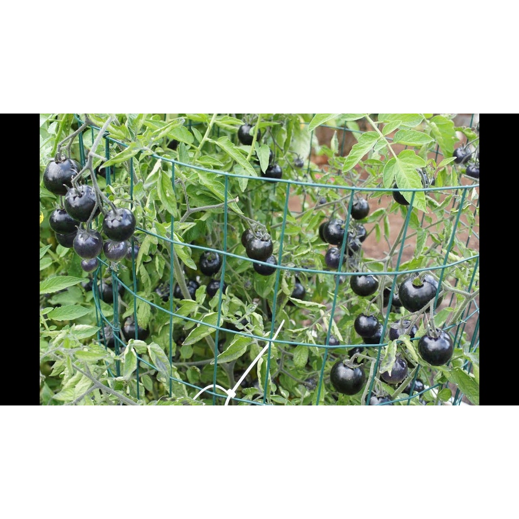 30 Hạt Giống Cà chua Cherry đen F1 Sáng Bóng Sai Quả