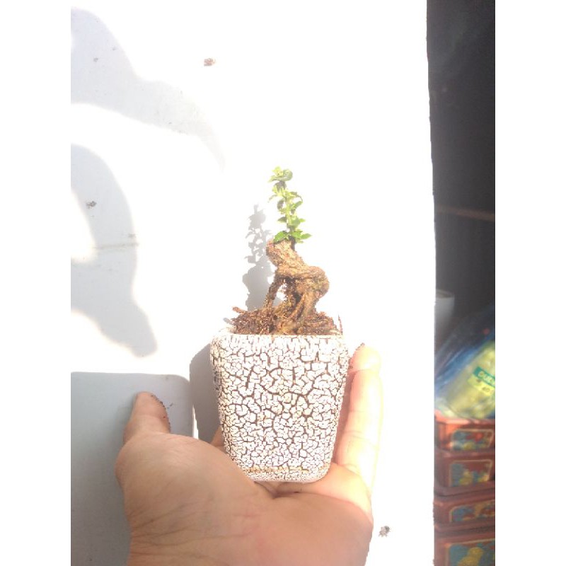 Sam hương mini Bonsai