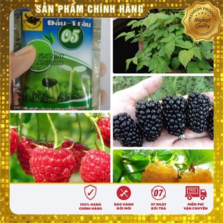 COMBO 3 loại hạt giống quả mâm xôi đỏ -đen -vàng TẶNG 1 phân bón