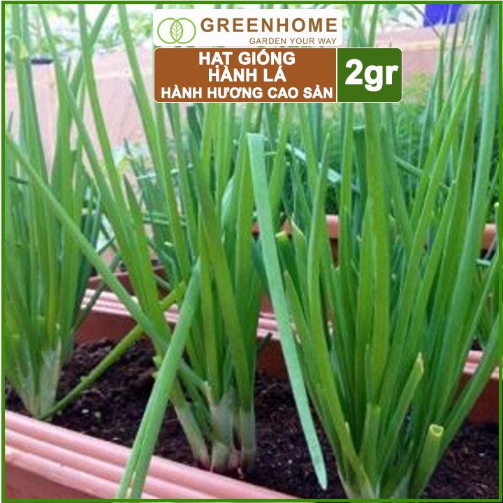 Hạt giống Hành lá, hành hương cao sản, gói 2gr,  sinh trưởng mạnh, năng suất cao G01 |Greenhome