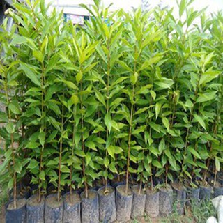 cây lá vối nếp giống cao trên 1m