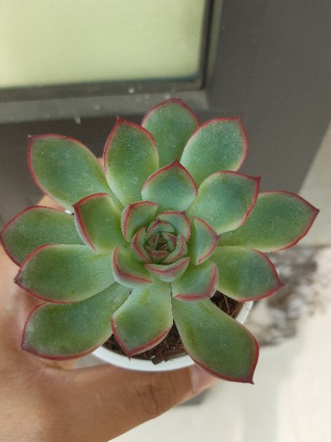 Sen đá viền đỏ