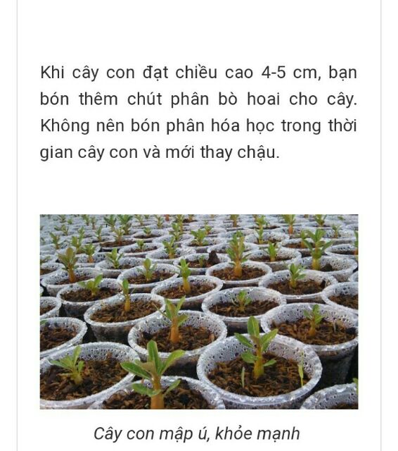 Hạt giống sứ thái kép 3k(nhiều màu,nhiều mẫu)