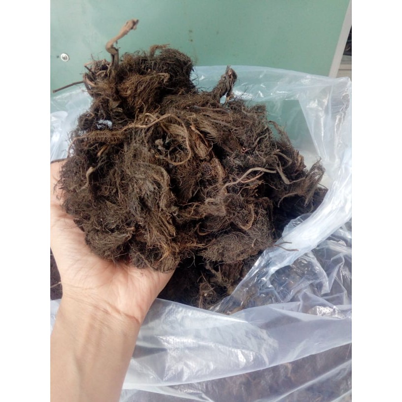 Rễ Lục Bình ( Bèo Tây ) Khô 500g Dùng Chiết Cành, Trồng Lan