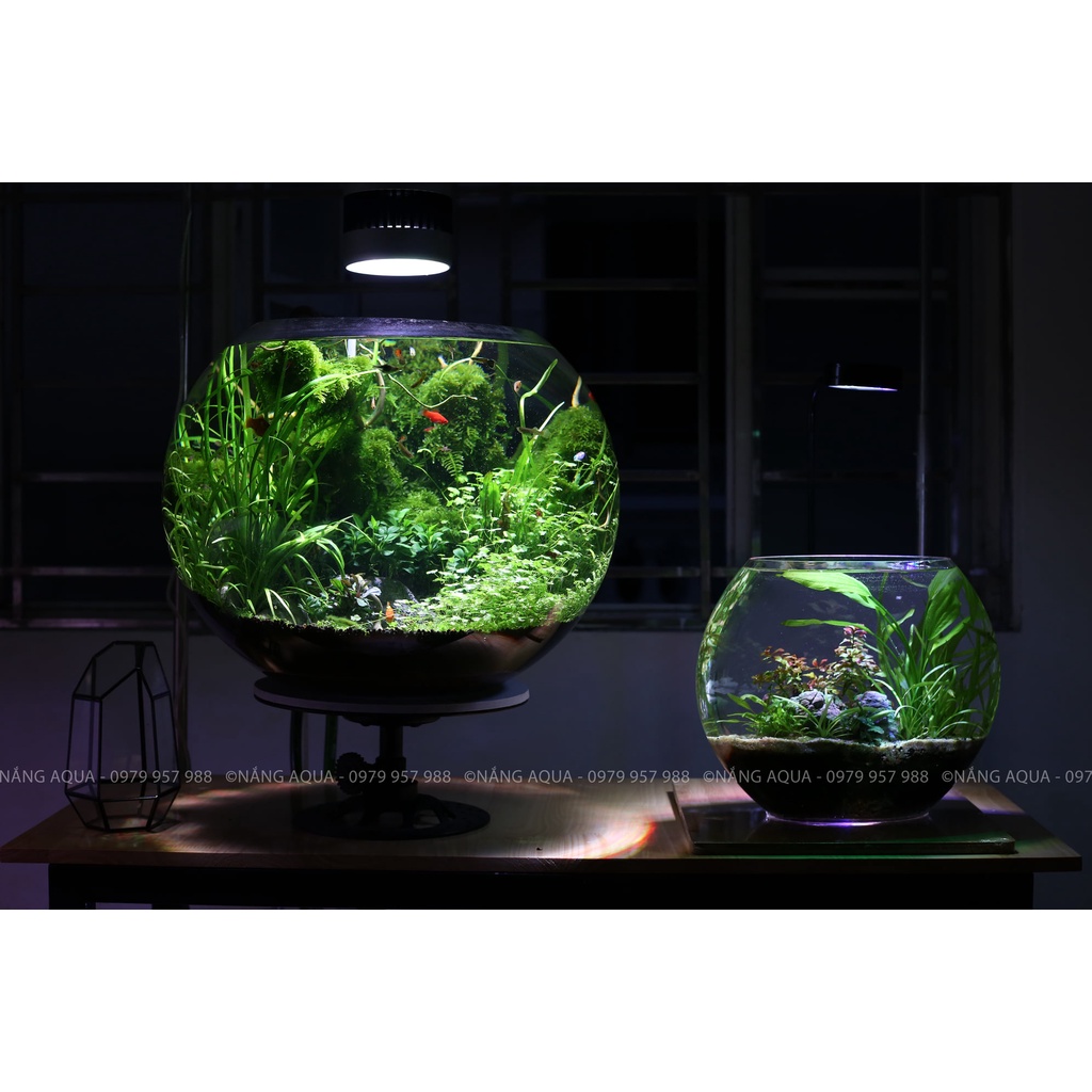 Bể kính tròn siêu to 36 x 48cm_Nhập khẩu