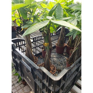 Cây kim ngân (bính và củ)tặng kèm phân bón