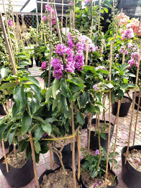 Cây Bằng Lăng Thái Loại Siêu Bông