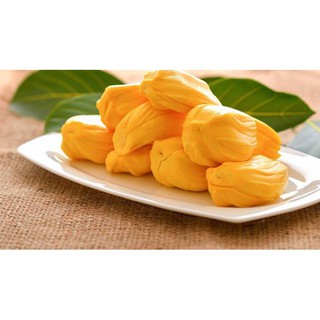 CÂY GIỐNG MÍT THÁI SIÊU SỚM