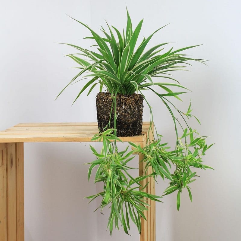 Cây dây nhện  trồng trong nhà, ban công, sân vườn cực đẹp