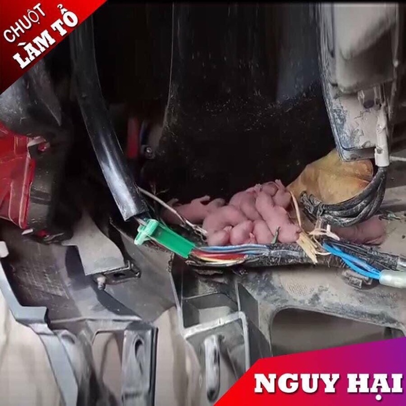 Tinh dầu chống chuột khoang máy ô tô