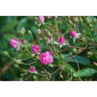 Hạt giống hoa hồng tỉ muội