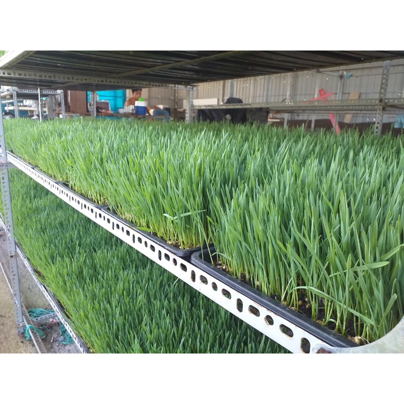 [HCM] Bột cỏ lúa mì sấy lạnh.nguyên liệu thiên nhiên