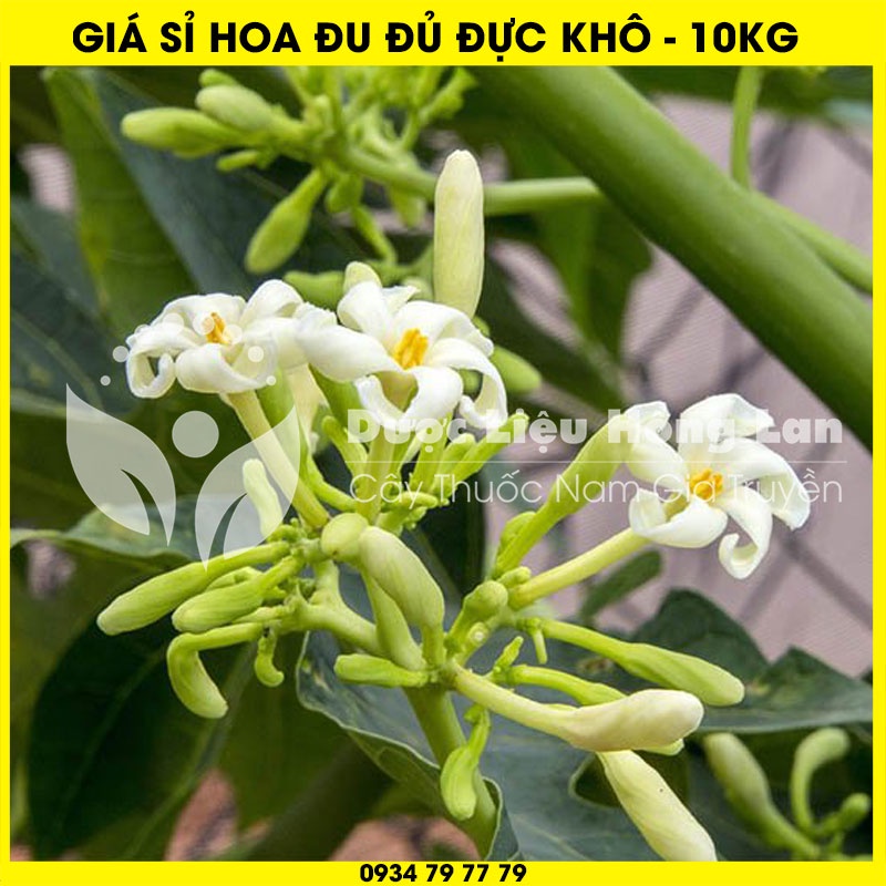 Cung cấp sỉ HOA ĐU ĐỦ ĐỰC khô giá bán 10kg - Công ty dược liệu Hồng Lan