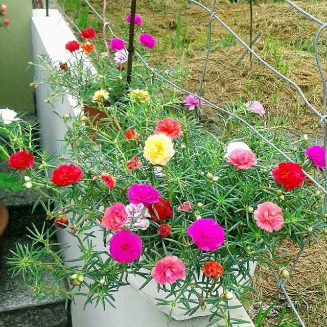 Gói 200 hạt giống hoa mười giờ kép mix