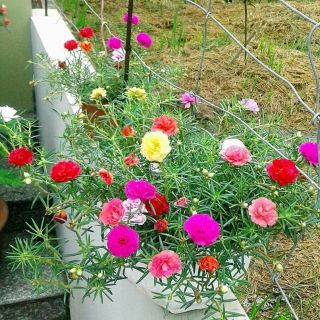 Gói 200 hạt giống hoa mười giờ kép mix