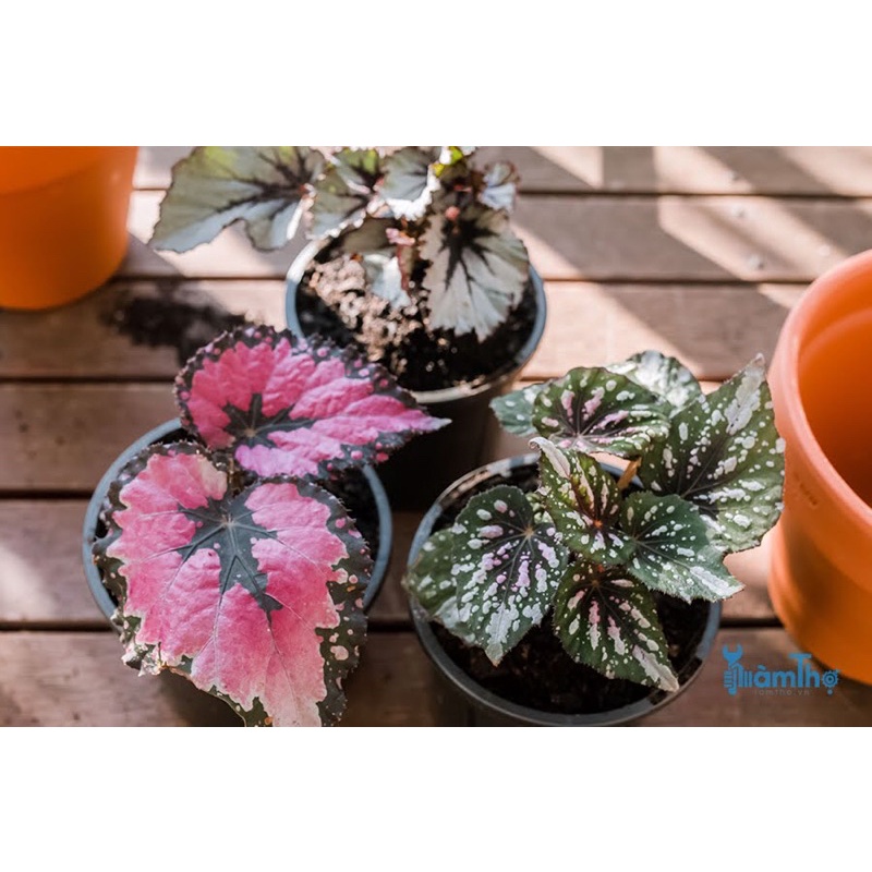 Chậu Thu Hải Đường Begonia
