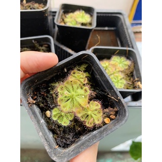 Cây Bắt Mồi Gọng Vó Bèo Đất Burmanii