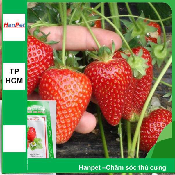 HCM-(HOA TRONG NHÀ) Hạt giống quả dâu tây đỏ (loại quả đỏ tươi) Combo 100 hạt phù hợp khí hậu nhiệt đới-HP1002