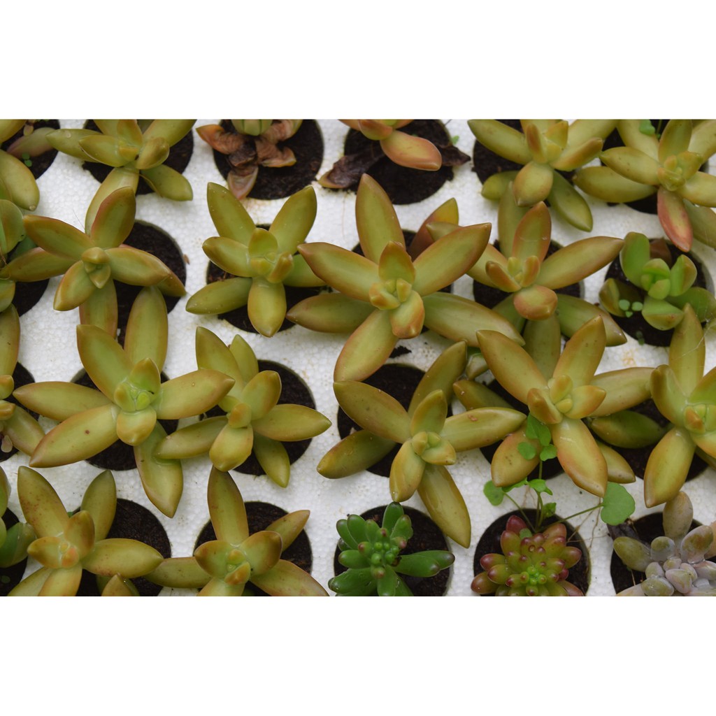 sen đá đá lửa mini 2-4cm