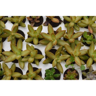 Sen đá đá lửa mini 2-4cm