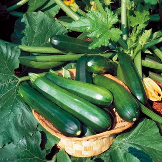 Hạt giống bí xanh Courgette 10h