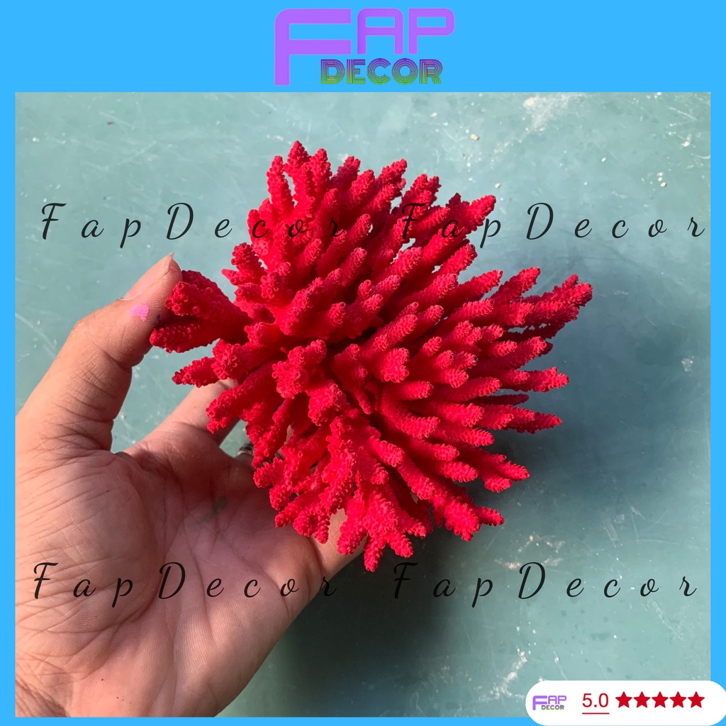 SAN HÔ BÔNG RẠN PHONG THỦY  BIỂN THIÊN NHIÊN PHỐI NHIỀU MÀU TRANG TRÍ THỦY SINH SET UP BỂ CÁ -  FAPDECOR