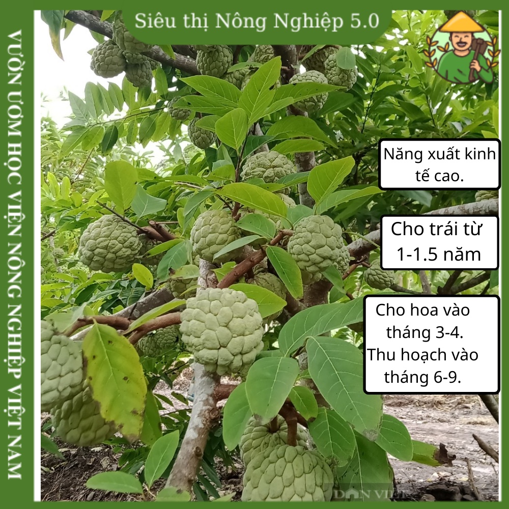 Cây giống na thái f1, giống mãng cầu na thái đại học nông nghiệp, cây na dai không hạt ghép cao 25cm -40cm