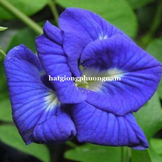 2 Gram - Hạt Giống Hoa Đậu Biếc Kép Phương Nam