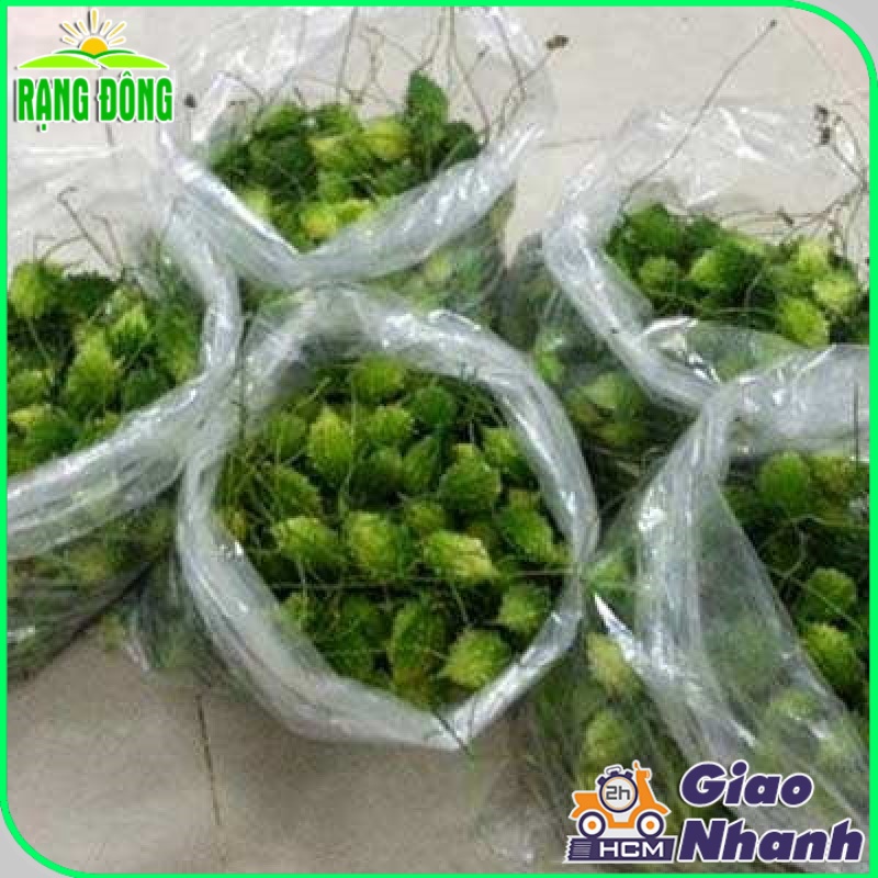 Hạt giống Khổ Qua Rừng, Trái Sai, Kháng Bệnh Tốt, Trồng Quanh Năm (gói 1 gram) - Hạt giống Rạng Đông