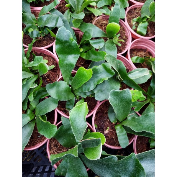 Chậu cứng Ổ rồng con- Platycerium Alcicorne