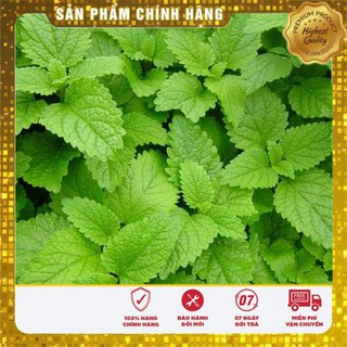 0.1g Hạt giống Húng chanh (tặng gói Kích nẩy mầm và Hướng dẫn) VIETSEED