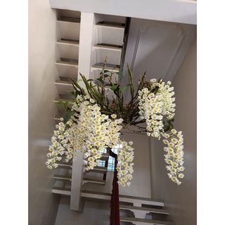 Hoa Lan rừng nhiều loại