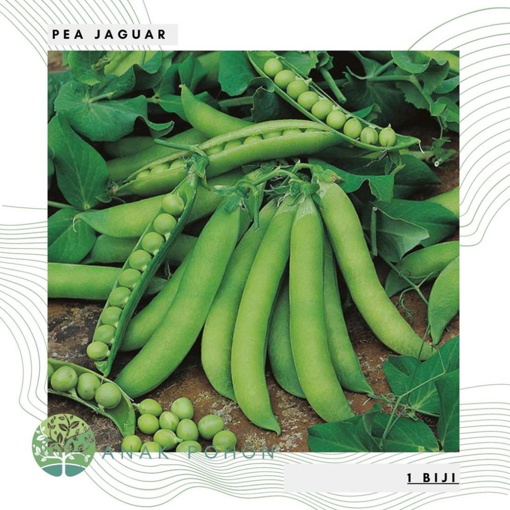 Hạt giống - Hạt đậu Jaguar Đậu Hà Lan Loại dài (8-9 hạt / quả) - NHẬP KHẨU 20h  Hạt giống nhập khẩu