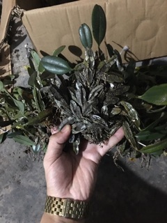 Lan vảy rắn 1bó