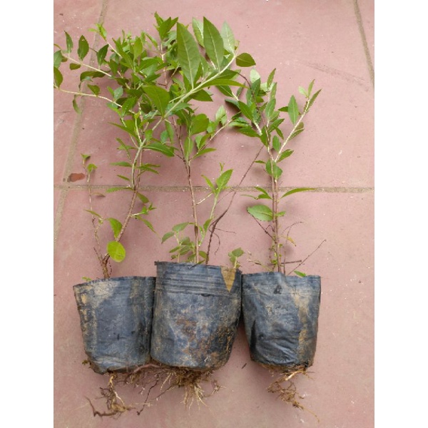 Cây lá móng, cây henna, nhuộm móng tay, móng chân, tóc, thảo mộc v..v