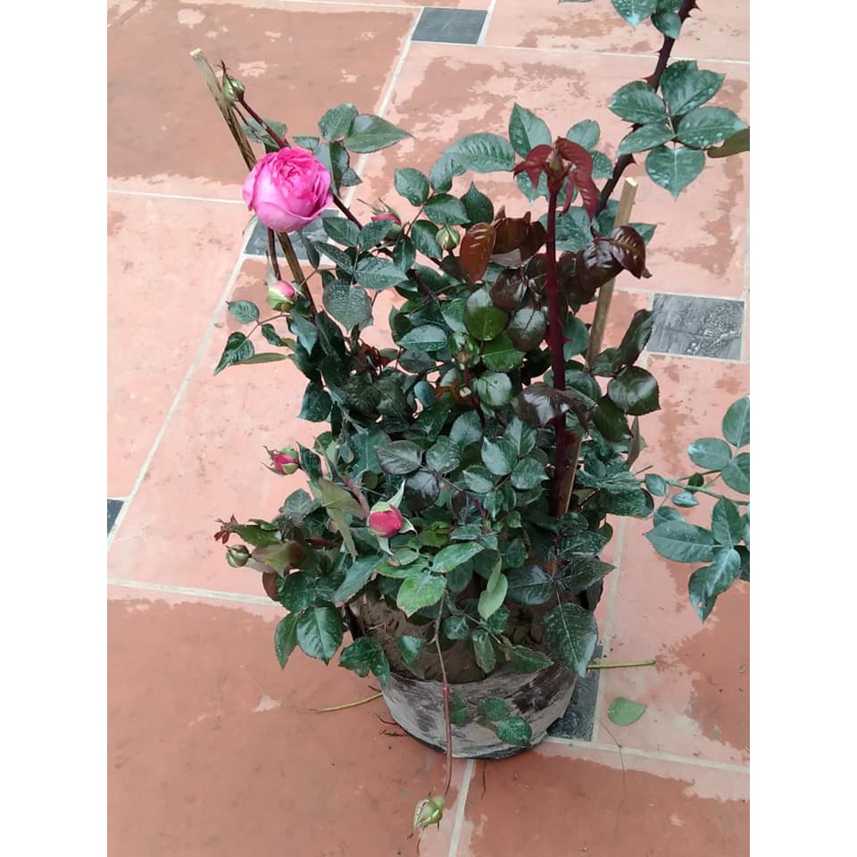 Cây hoa hồng Sếu Đầu Đỏ trưởng thành cao 60 cm (ảnh thật) - Đã có hoa và nụ