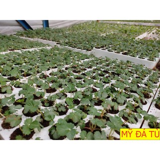 LÔ 10 CÂY GIỐNG DÂU TÂY MỸ ĐÁ TÙ NUÔI CẤY MÔ