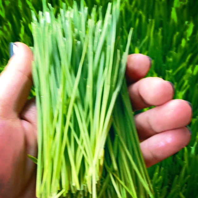 Cỏ lúa mỳ non