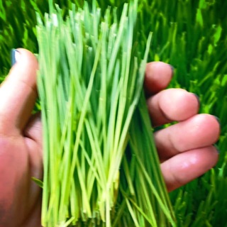 Cỏ lúa mỳ non