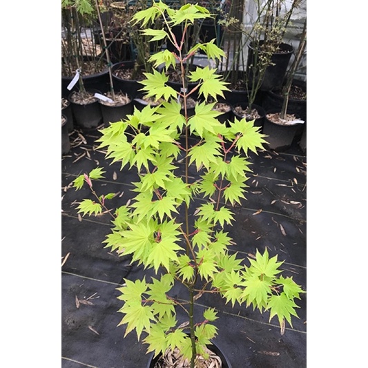 phong  lá  đỏ : Acer shirasawanum 'Jordan'